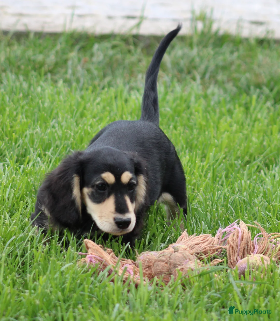 Teckel (langhaar) honden te koop: Teckel pup Black & Cream - Advertentie 2