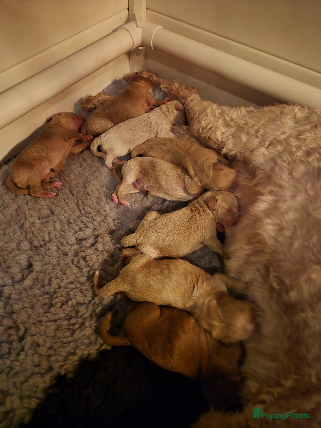 Labradoodle honden te koop: Lieve labradoodles  - Advertentie 6