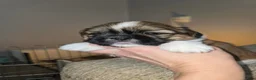 Shih Tzu honden te koop: Te koop raszuivere shih-tzu pups met fci stamboom  - Advertentie 8