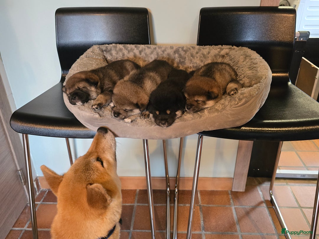 Shiba honden te koop: Shiba inu pups met stamboom - Advertentie 3
