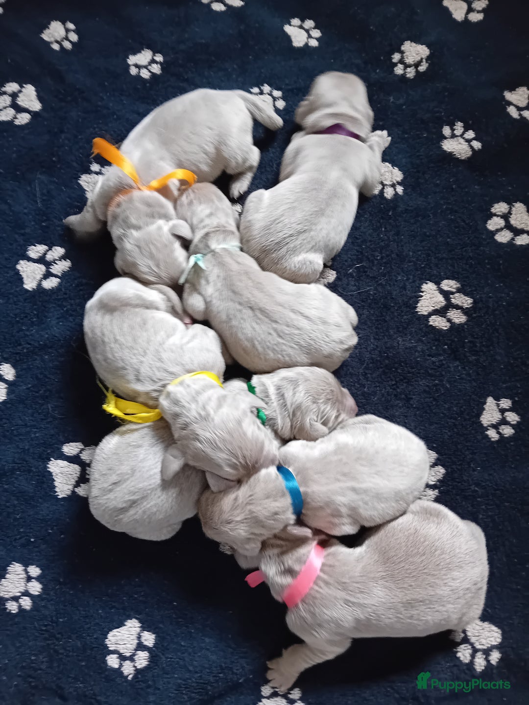Weimarse Staande Hond langhaar honden te koop: Weimaraner Langhaar puppy's beschikbaar - Afbeelding 1