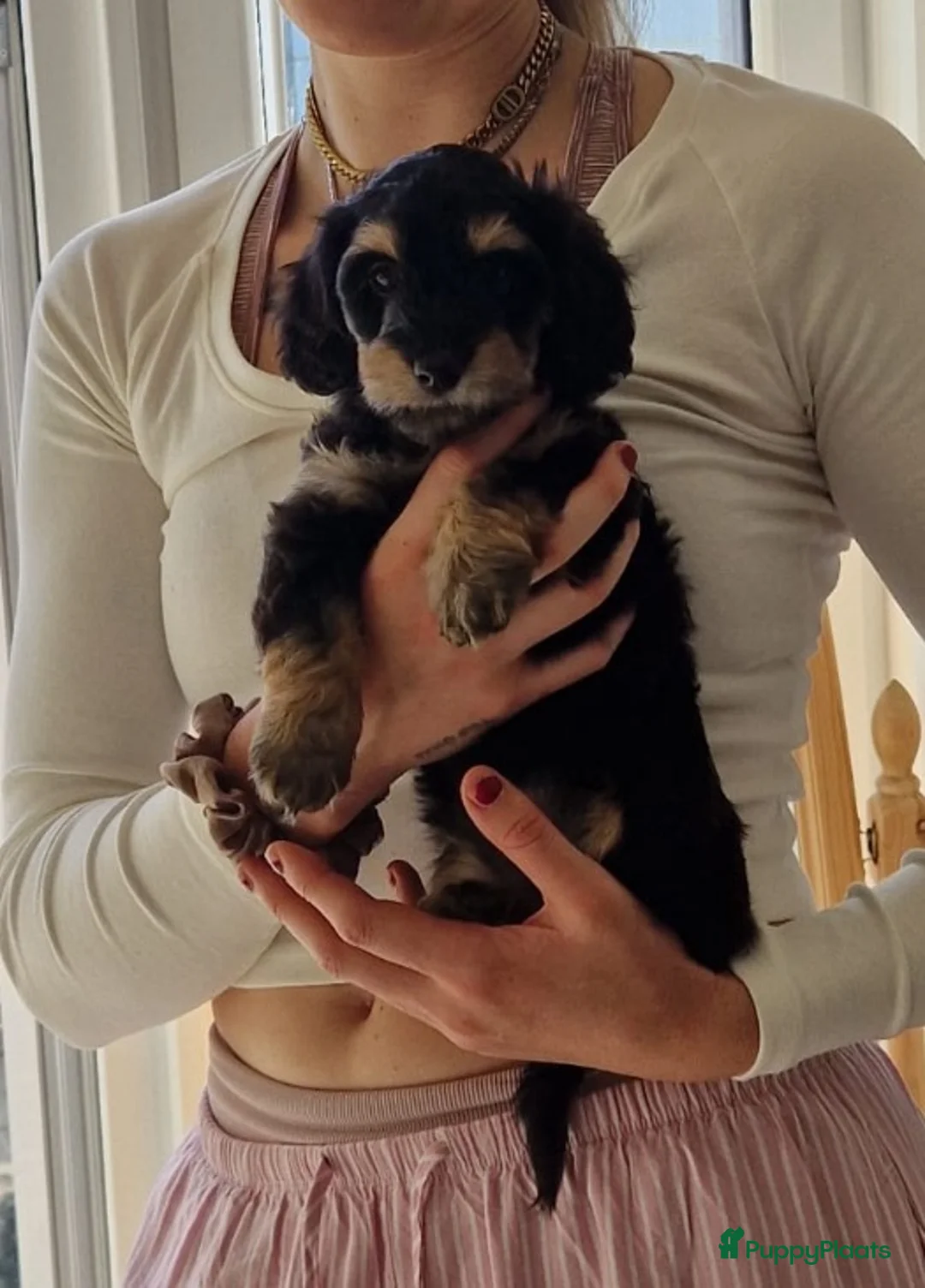 Kruising honden te koop: 🩷maltezer X dwergteckel💙 - Advertentie 8