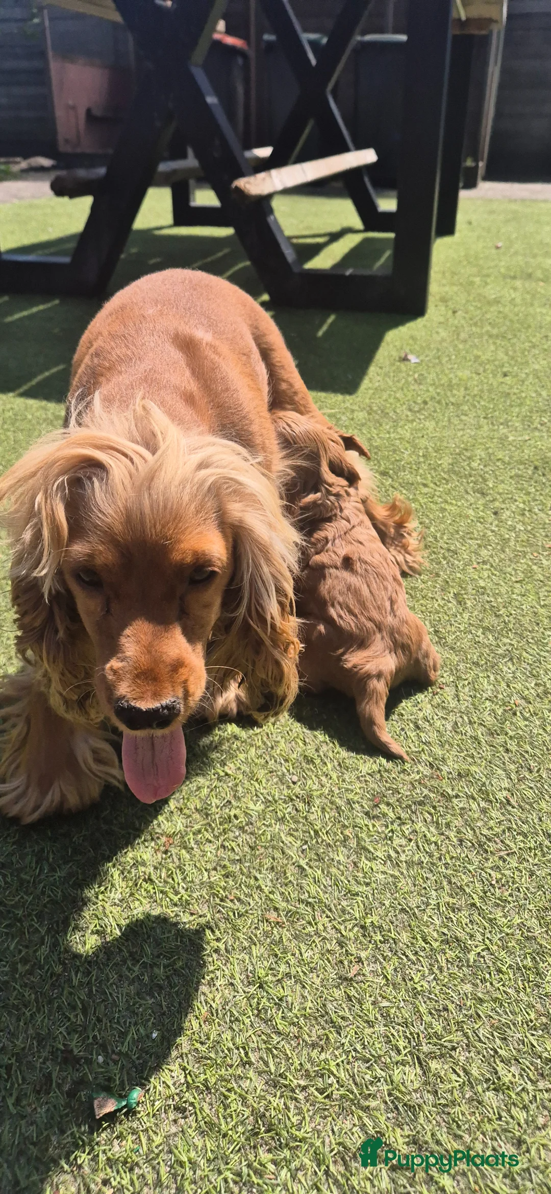 Cockapoo honden te koop: Cockapoo pups geweldig mooie❤️ - Advertentie 1