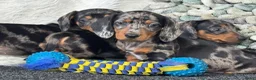 Teckel (korthaar)  honden te koop: Dwergteckel pups  in Vlagtwedde - Advertentie 6