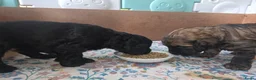 Labradoodle honden te koop: Labradoodle pups in Gaanderen - Advertentie 4