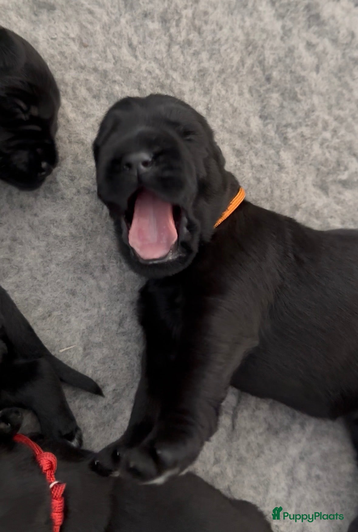 Riesenschnauzer honden Giant Schnauzer puppy met stamboom - Advertentie 2