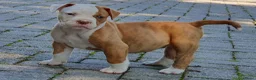 Amerikaanse Bulldog honden te koop: Mooie Amerikaanse Bulldog pups  - Advertentie 6