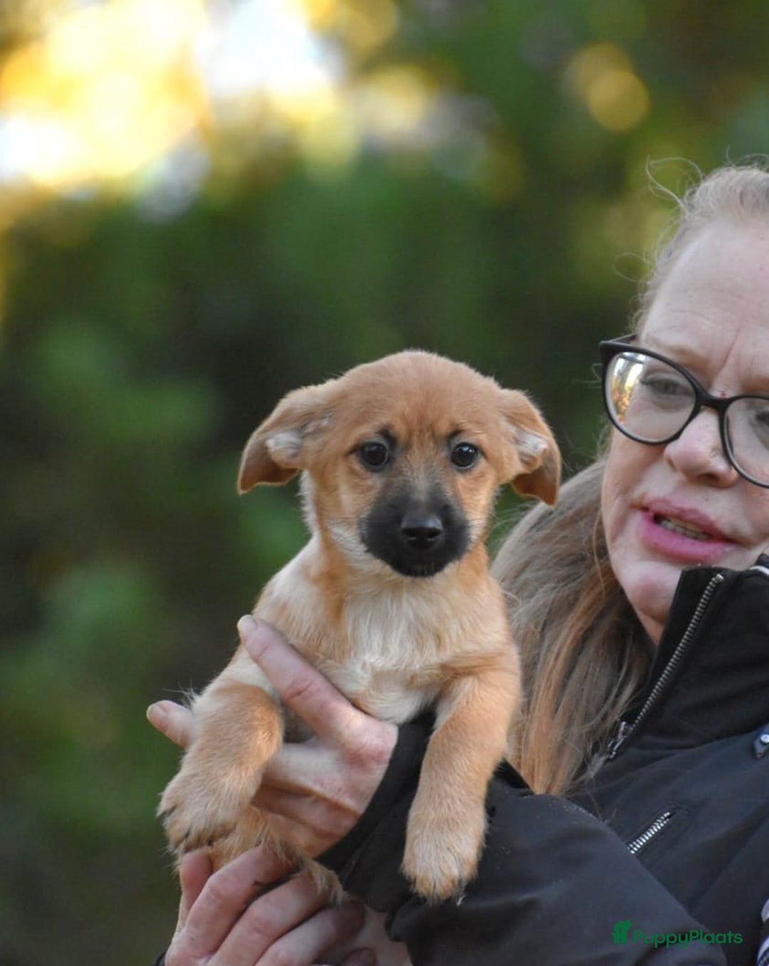 Boomer honden te koop: Super leuke zeer vrije Boomer pups - Advertentie 20