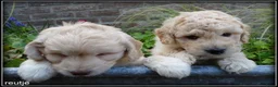 Labradoodle honden te koop: Labradoodle mini pups +/- 40 cm - Advertentie 7