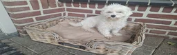 Maltezer honden te koop: Maltezer pup. Mini. Reu. Is aan 1 oogje blind - Advertentie 2