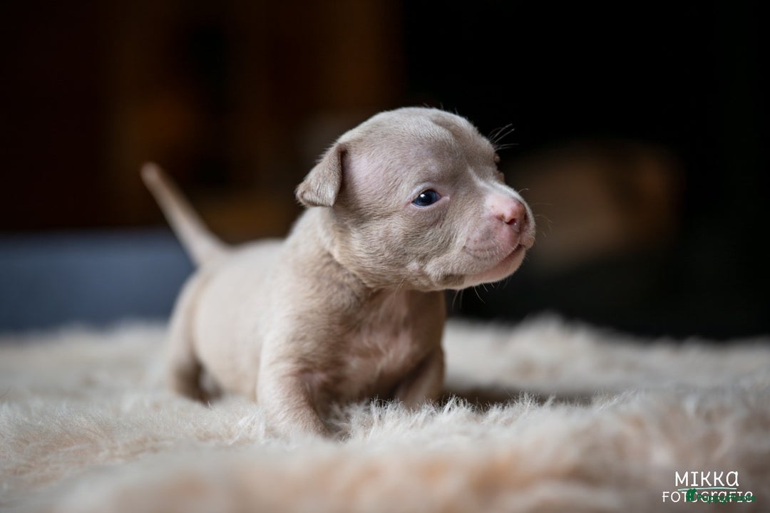 Amerikaanse Bully honden te koop: Aankondiging American Pocket Bully 🐾 - Advertentie 17