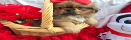 Pekingees honden te koop: Heel mooi Pekinees reutje - Advertentie 12