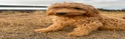 Labradoodle honden te koop: Mooie mini Labradoodle pups - Advertentie 3