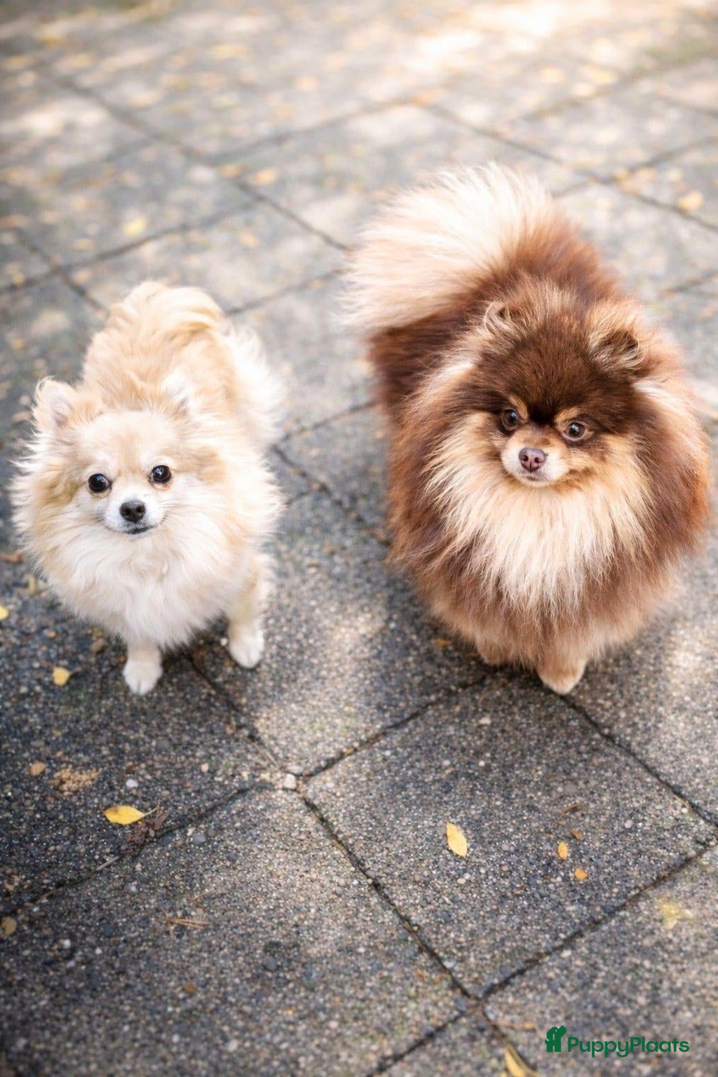 Pomchi honden SUPERSCHATTIGE POMCHI KNUFFELBEERTJES ❤️💙   - Advertentie 4