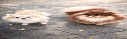 Pomchi honden te koop: SUPERSCHATTIGE POMCHI KNUFFELBEERTJES ❤️💙   - Advertentie 1