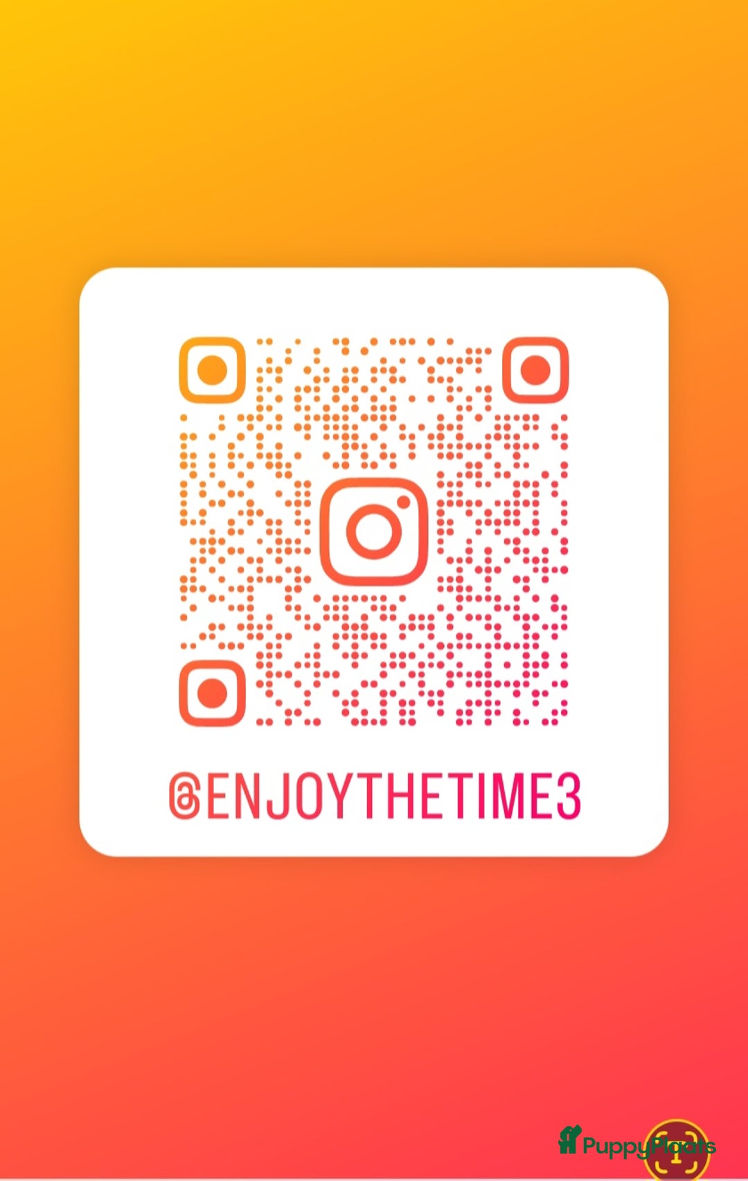 Kruising honden te koop: Mechelse herder × Ridgeback Mechelse herder - Advertentie 11