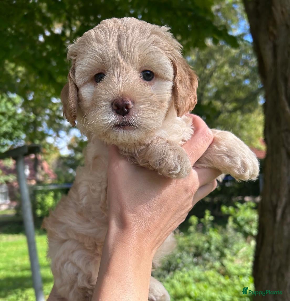 Kruising honden Lieve Doodle pup - Advertentie 2