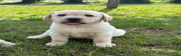 Labrador Retriever honden te koop: Gele Labrador pups - Advertentie 5