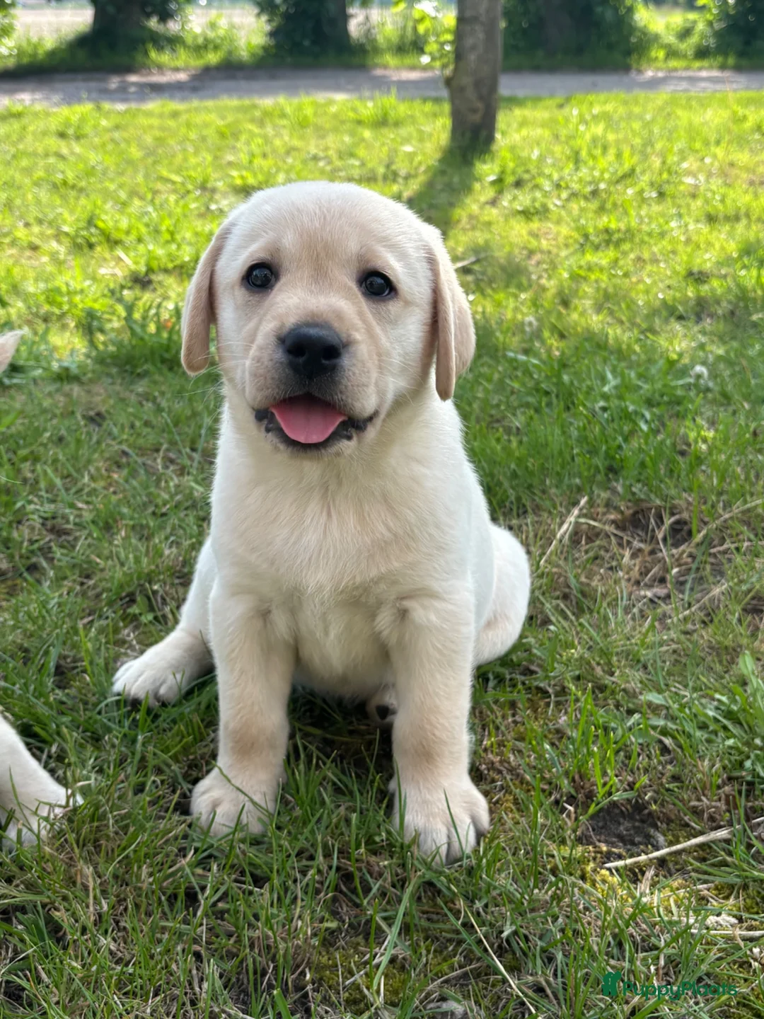 Labrador Retriever honden te koop: Gele Labrador pups - Advertentie 5