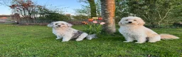 Kruising honden te koop: Sheltidoodle  - Advertentie 4