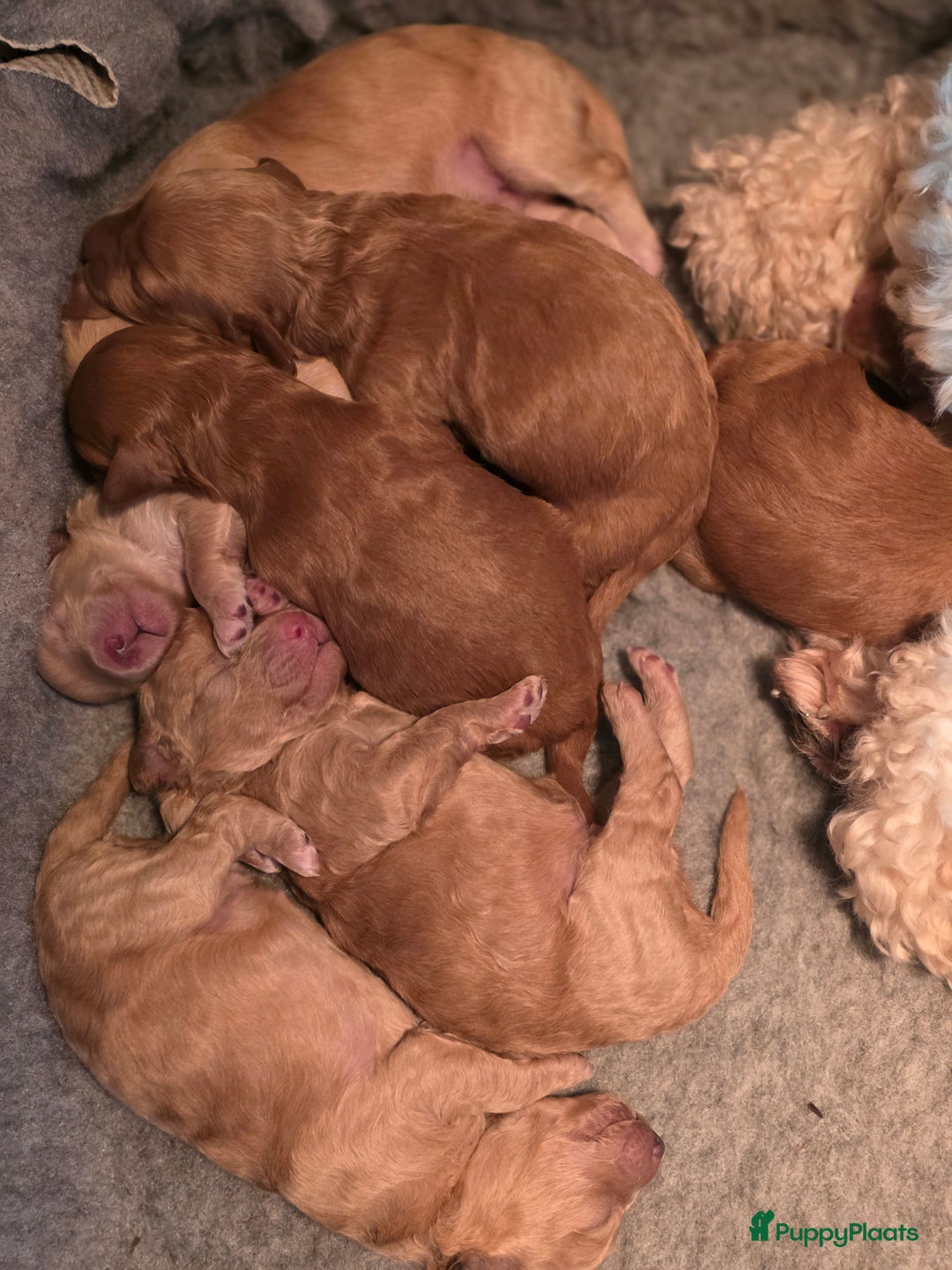 Goldendoodle honden te koop: Goldendoodle multigen middenslag reu te koop - Advertentie 9