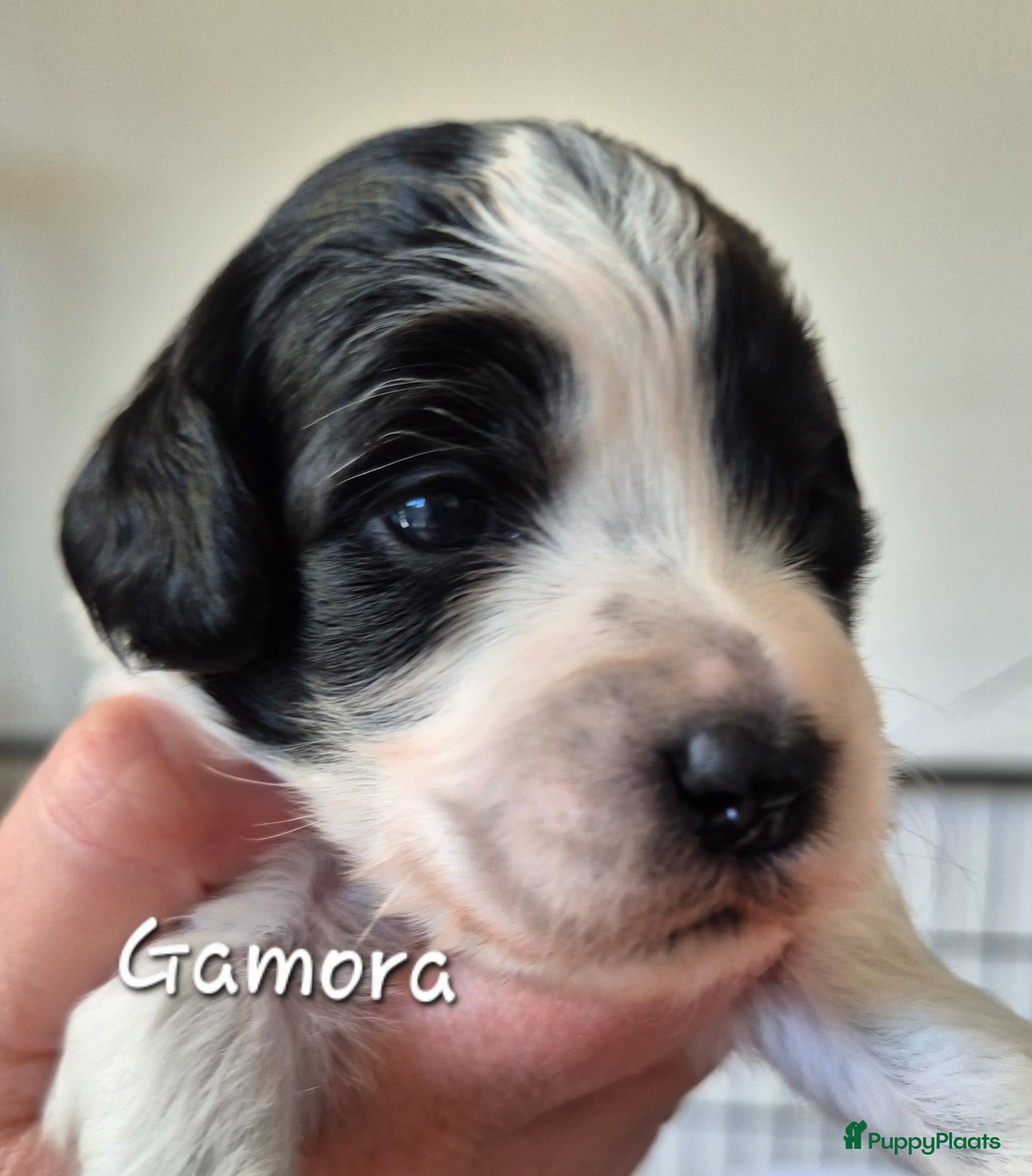 Cockapoo honden Cockapoo pups  - Advertentie 3