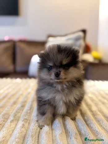 Pomeriaan honden - Advertentie 2