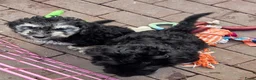 Labradoodle honden te koop: Labradoodel reutjes in Geleen - Advertentie 9