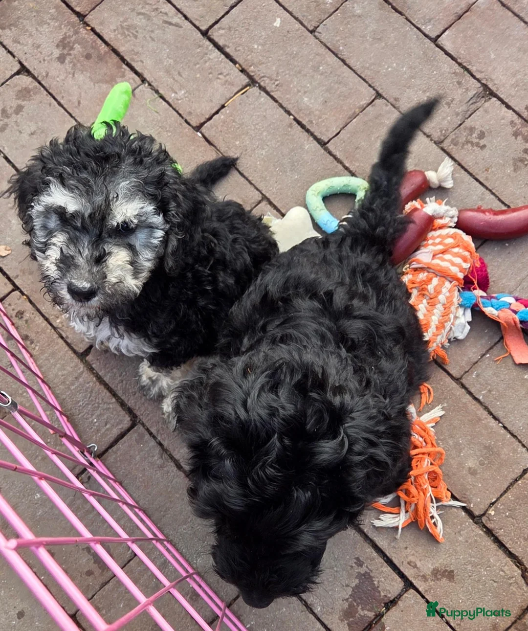 Labradoodle honden te koop: Labradoodel reu. 11 weken  - Advertentie 4