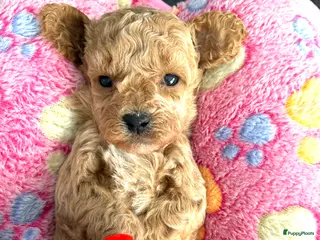Maltipoo honden Super mooie mini maltipoo f1 b te reserveren - Advertentie 3