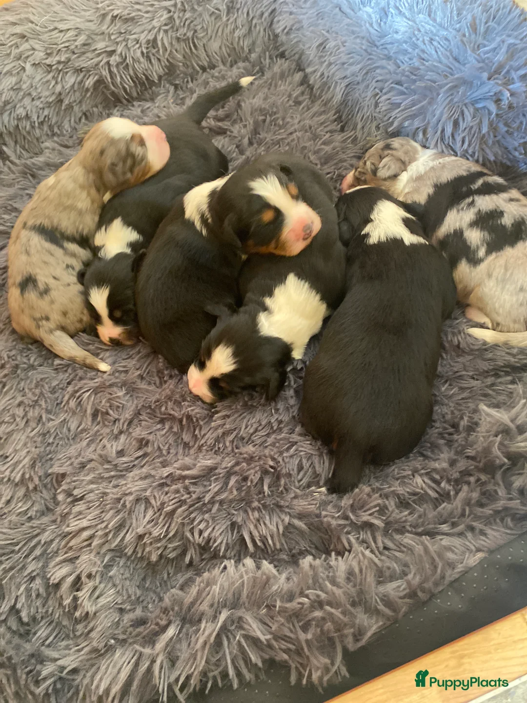 Kruising honden te koop: Mooie pups mix aussie/kooiker - Advertentie 2