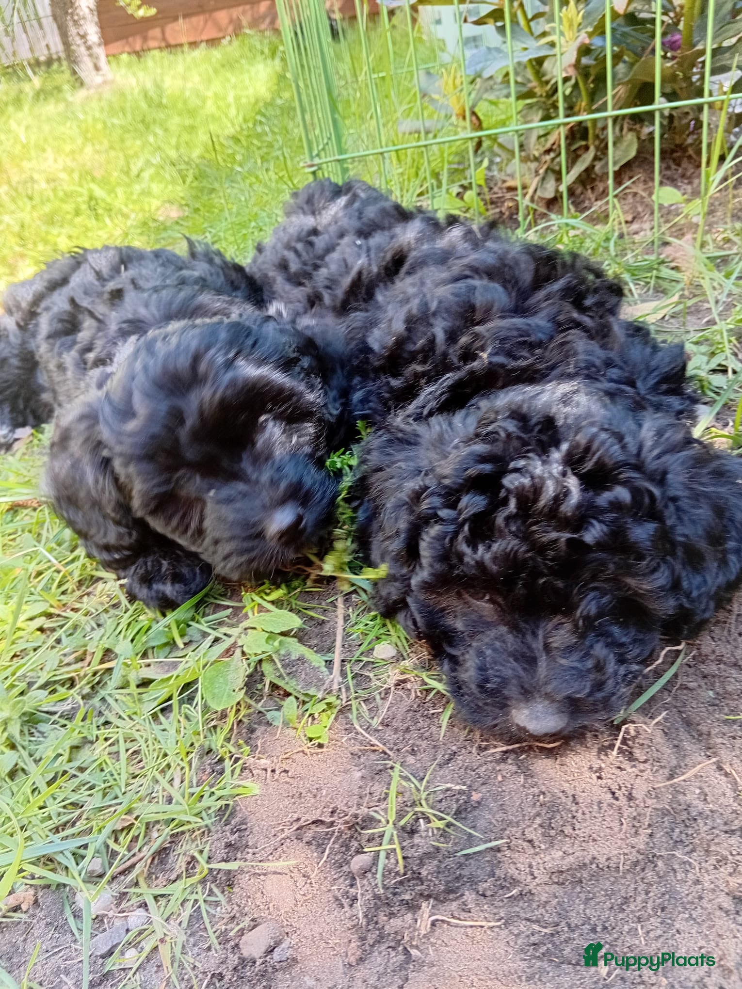 Maltipoo honden Maltipoo  - Advertentie 6