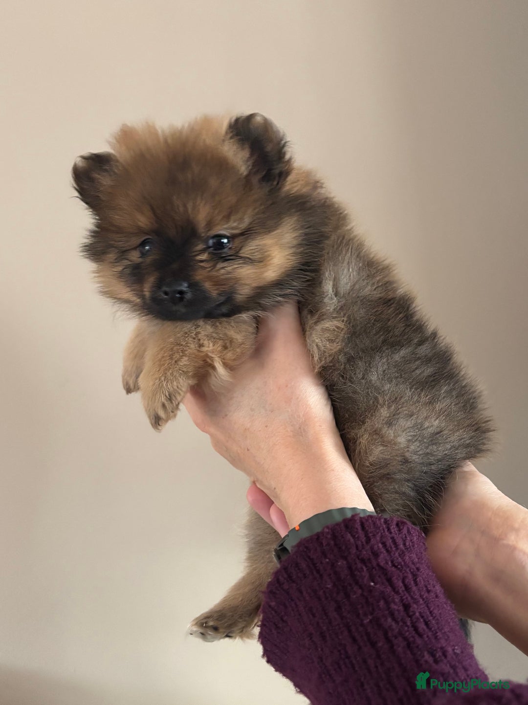 Keeshond honden te koop: 3 prachtige keeshondjes zoeken supergoed huis - Advertentie 3
