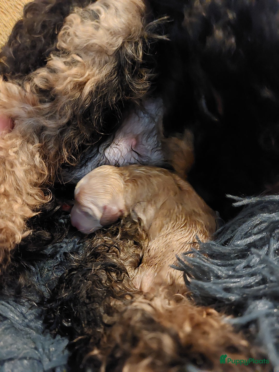 Cockapoo honden te koop: Kleine poedelpups met een vleugje cockapoo. - Advertentie 8