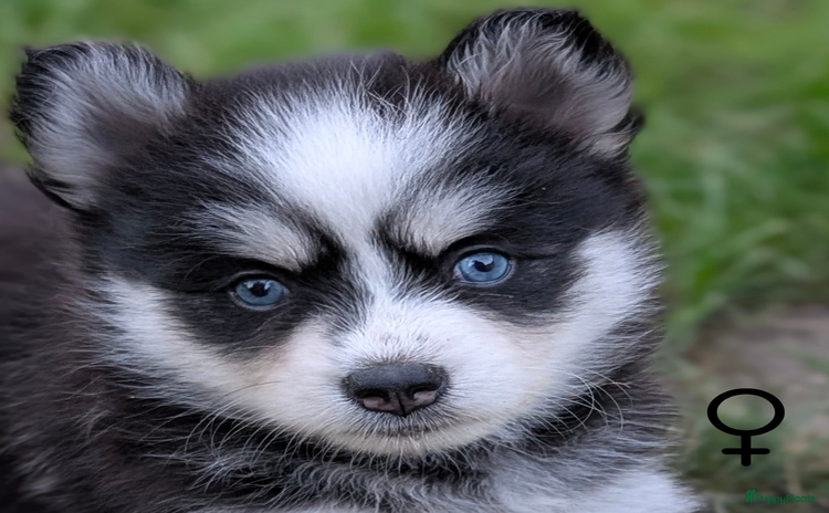 Pomsky honden - Advertentie 2