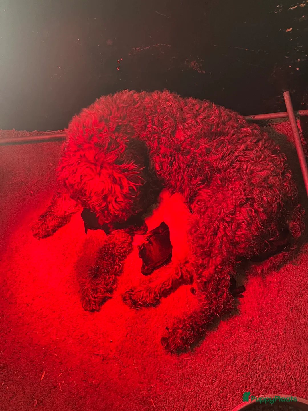 Kruising honden te koop: Te koop drie labradoodles - Advertentie 9