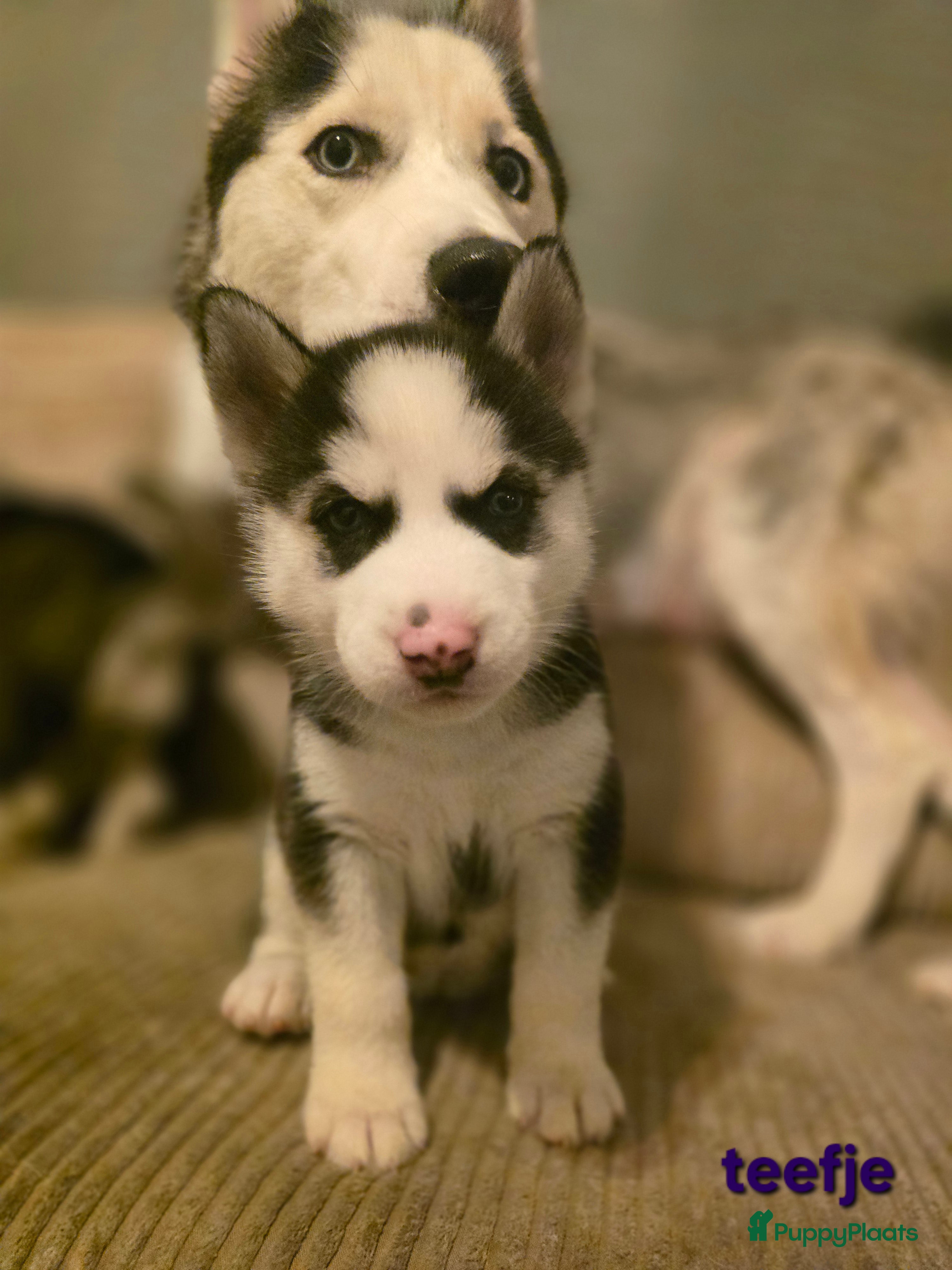 Siberische Husky honden Prachtige Siberische husky pups - Advertentie 1