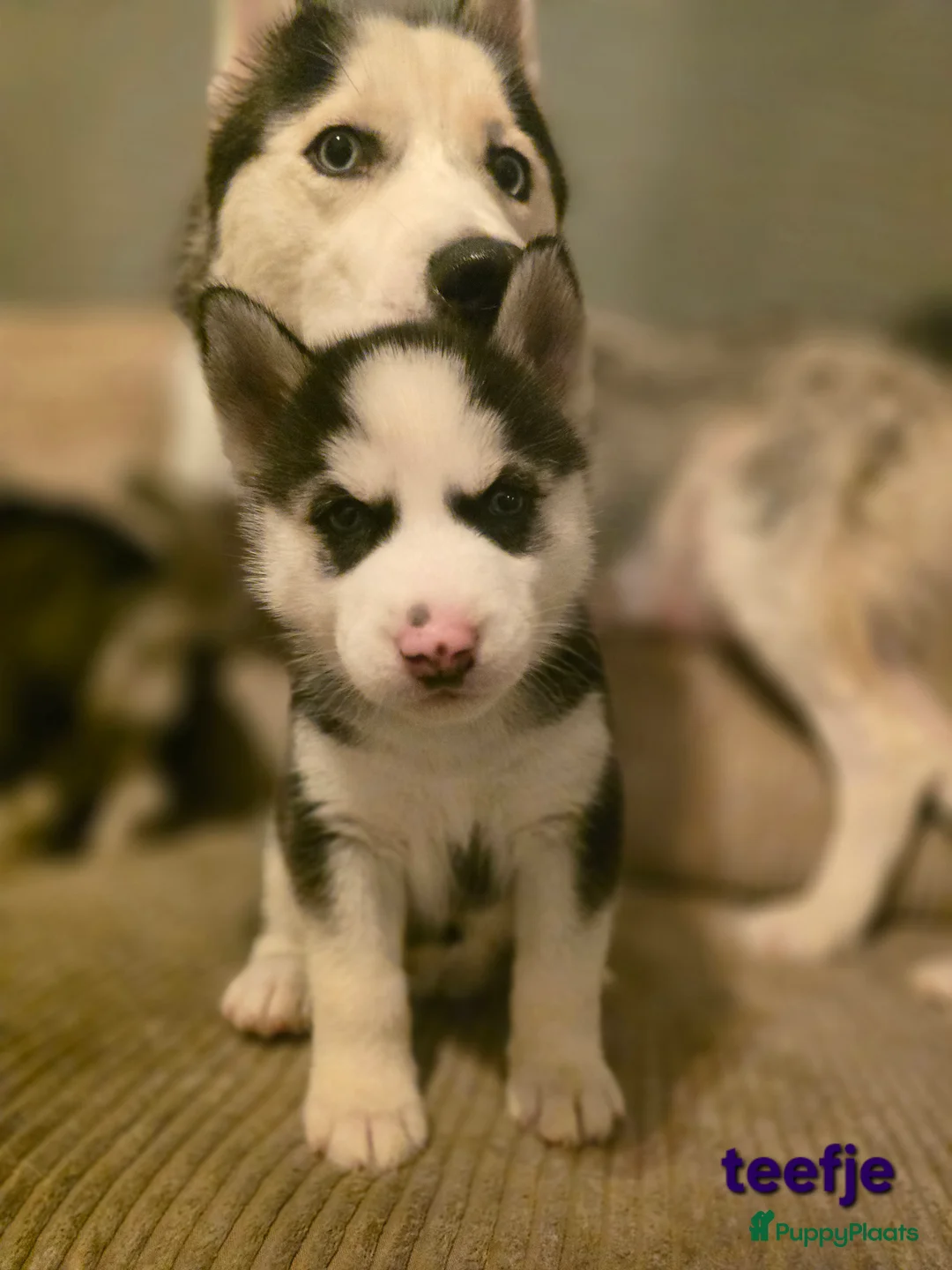 Siberische Husky honden te koop: Prachtige Siberische husky pups - Advertentie 1