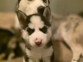 Siberische Husky honden Prachtige Siberische husky pups - Advertentie 1