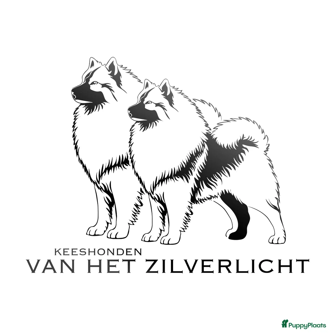 Keeshond honden te koop: Grote grijze keeshond puppy's  - Advertentie 2