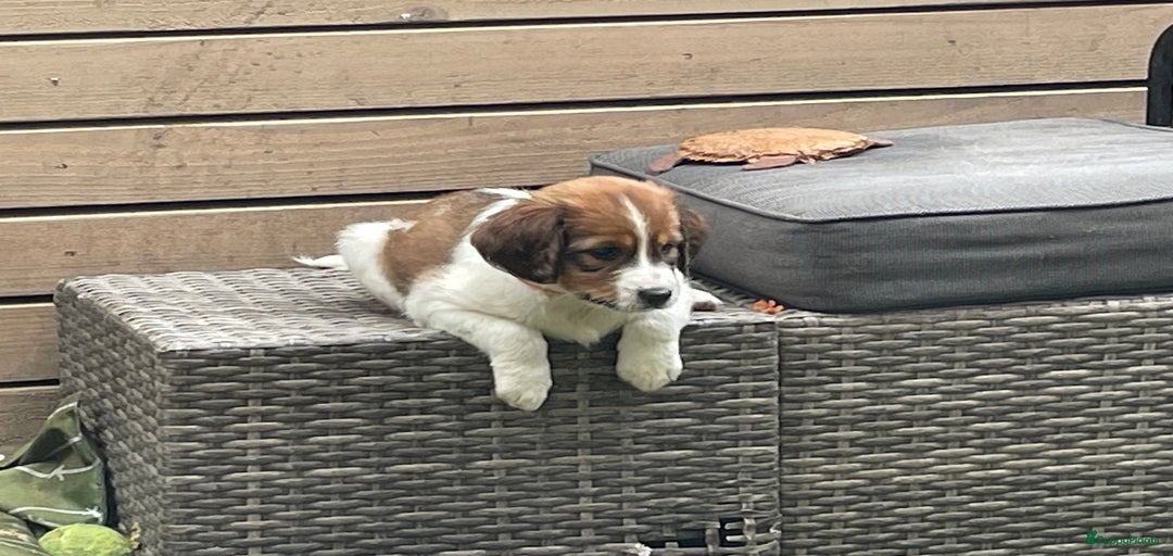 Galerij afbeelding {{count}}