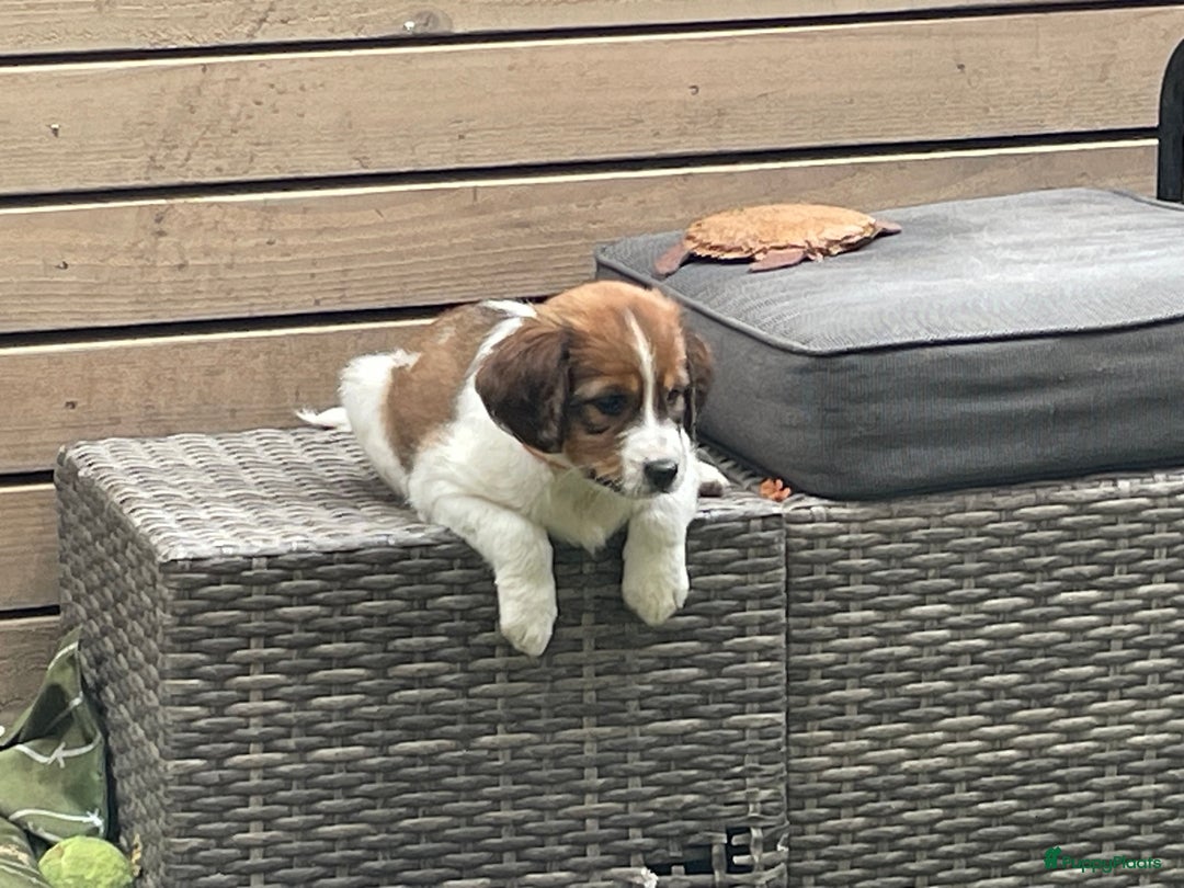 Galerij afbeelding {{count}}