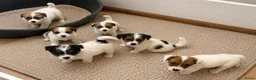 Jack Russel Terriër honden te koop: Ruwharige Jack Russell pups - Advertentie 3
