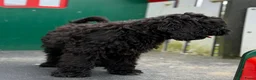 Cockapoo honden te koop: Amerikaanse Cockapoo pups - Advertentie 6