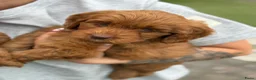 Labradoodle honden te koop: Kleine medium exclusieve blue eyes (F4 teefjes) - Advertentie 9