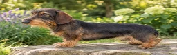 Ruwhaar Teckel honden te koop: Ruwhaar Dwerg/Kaninchen teckel pups met stamboom. - Advertentie 31