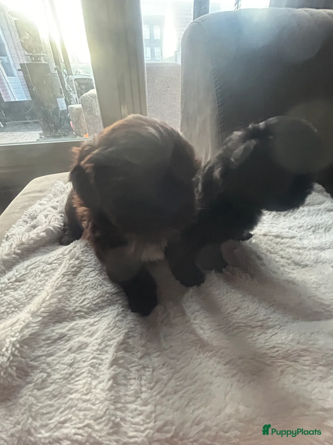Shih Tzu honden te koop: Prachtige Shih Tzu pups - Advertentie 6