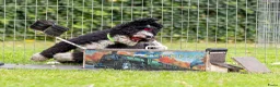 Spaanse Waterhond honden te koop: Spaanse Waterhond pups geboren Bruin, Zwart & Bont - Advertentie 7