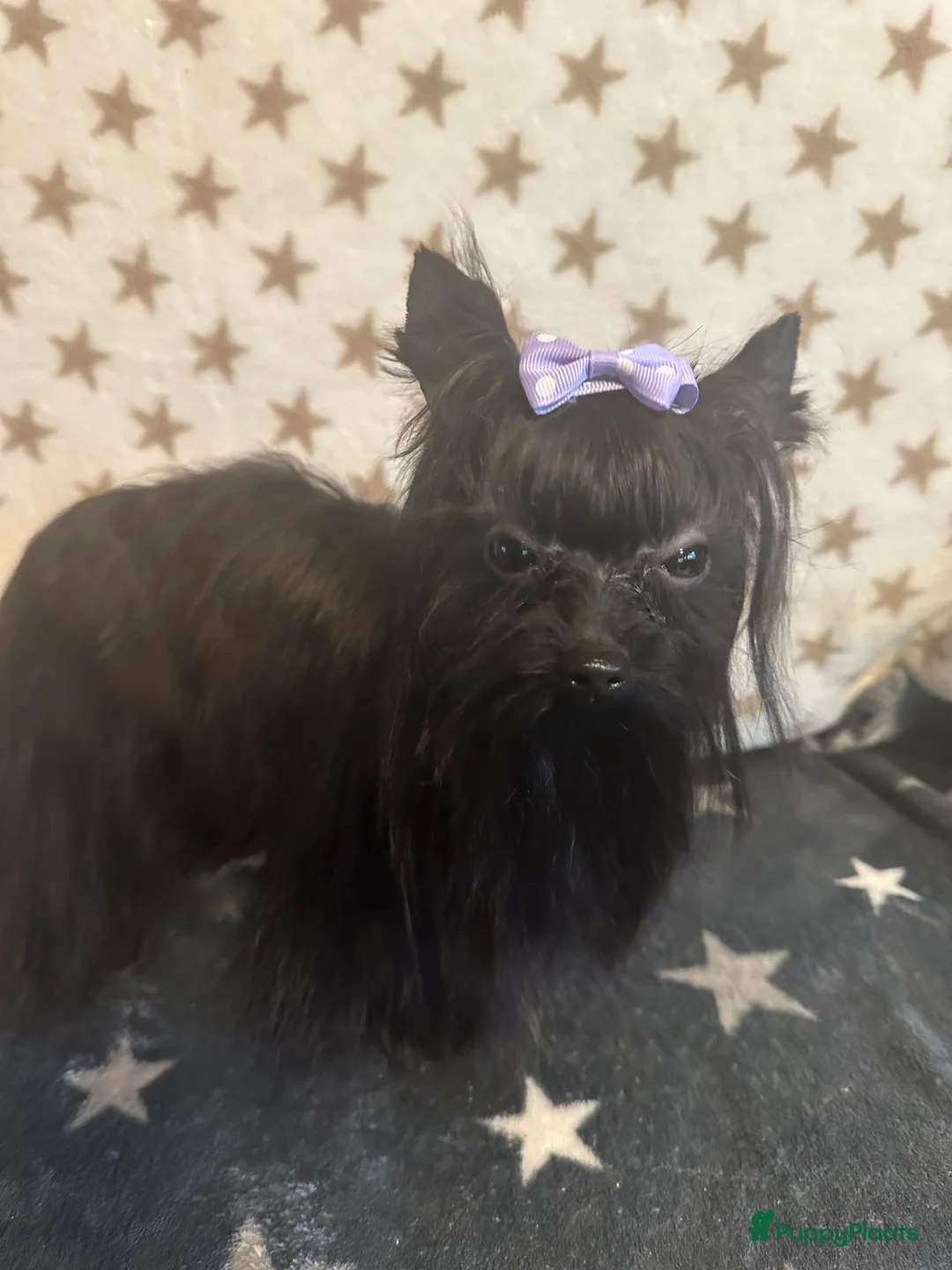 Yorkshire Terriër honden te koop: Mini Yorkshire Terriër zwart  - Advertentie 1