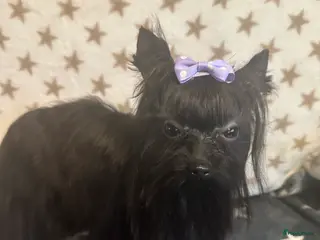 Yorkshire Terriër honden Mini Yorkshire Terriër zwart - Advertentie 4